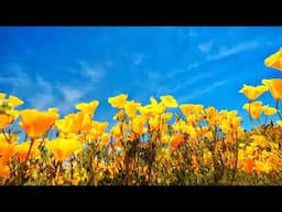 UC Agriculture and Natural Resources  Live Stream