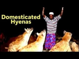 Meet The World's Only Wild and DOMESTICATED Hyenas