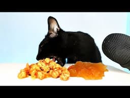 Cat ASMR Eating Wet Food Mukbang