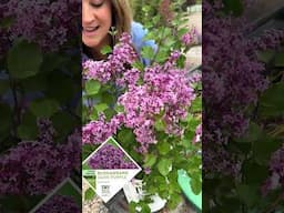 Bloomerang Dark Purple Lilac Planting
