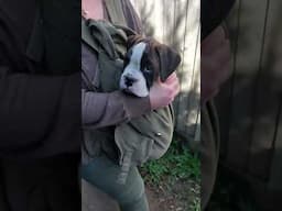 Boxer Puppy Meets the Wider World | #boxerpuppy #boxerdogs #puppytraining #boxerfamily