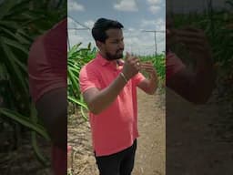 Dragon Fruit करेगा आपको मालामाल💰₹15 लाख कमाई💸 #indianfarmer #shorts