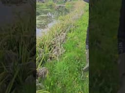 When exploring this abandoned mansion. I discovered loads of large Koi carp swimming around