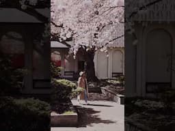 🌸 BEST CHERRY BLOSSOM SPOTS IN VANCOUVER 🌸 (save for later!)📍 1) Vanier Park, Kitsilano - near