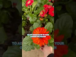 FREE Spring Flower 🌸 for MyLowe's Rewards members! #Shorts