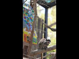 Emperor Tamarin Birthday