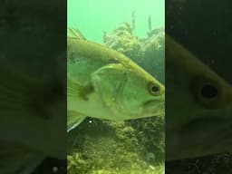 That Bass INHALED That Little Creature! 😎