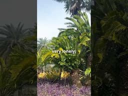 The Lonelinest Plant In The World | Encephalartos woodii