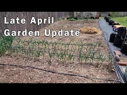 Garden Update For Late April   Things Are Growing Well