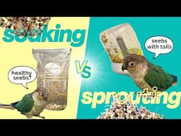 How to sprout for your parrot