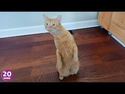 Over Dramatic Cats Who Deserve An Oscar 😂 Best Funny Cat Videos 2025