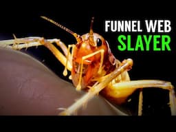 Meet the Killer Cricket that EATS Deadly Spiders!