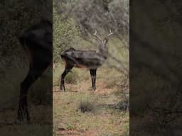 Nile Lechwe in the Northern Cape of South Africa