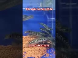 Lóc trân châu đen #caloccanh #shorts #shortvideo