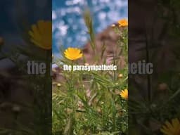 Breathe Out Stress & Anxiety: Exhale to Calm Your Nervous System #shorts #health #exercise #selfcare
