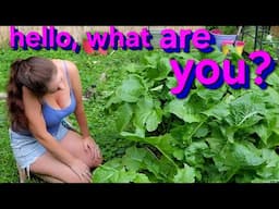 Stranger in the Garden