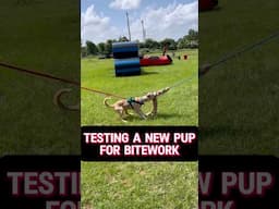 Working Puppy On The Flirtpole