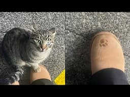 Try Not To Laugh 🤣 New Funny Cats Video 😹 - MeowFunny Part 28
