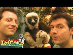 Tracks | Zoboomafoo - WildBrain | Movies for Kids