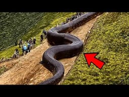 Hiker Finds Giant Snake in Forest - What He Found Inside It Left Him In Shock