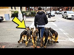 Man Walks His Dogs Every Morning – Then Neighbors Uncover His Shocking Secret