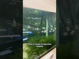 FISHSCAPING | Aquariums DONT Need to Be Fancy to Be Enjoyable! #aquariumfish #fishtank #fishscaping