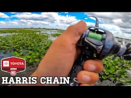 These Pads had GIANTS!! (Harris Chain Toyota Series)