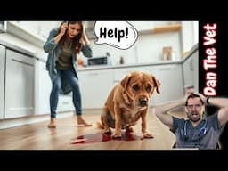 Your Dog or Cat has blood in their urine.  What your Veterinarian will do.