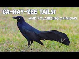 Great tailed Grackle | Super Tails, Loud and In Charge