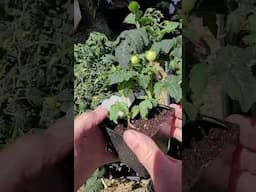 Micro Tomatoes - A Quick Update #tomatoes
