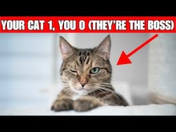 14 Signs Your Cat Has Fully Domesticated You | Your Cat Is The Boss