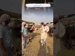 اللہ کو نہ ان کا گوشت پہنچتا ہے اور نہ خون، بلکہ اس تک تمہاری پرہیزگاری پہنچتی ہے۔