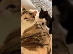 Funniest Animals Video😂Funny Cats and Dogs Videos 2025_try not to laugh
