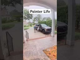 Her Heart Was In The Right Place…Her Body Wasn’t #dogfail #funnydog #pointer