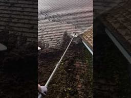 Mega moss removal!