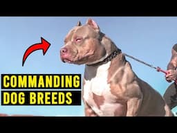 10 MOST FEARSOME Dog Breeds That Demand Respect!