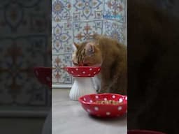 female Cat ആണോ നിങ്ങളുടെ കയ്യിൽ? #pets