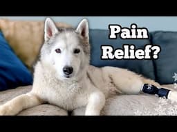 FINALLY! Pain Relief for Our Senior Husky? 🙏 Memphis's PRP Therapy Story & Cost!