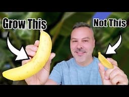 DON'T GROW BANANAS Until You Watch This!