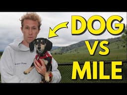 Taking on a Professional Dog Mile