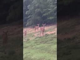 Couple of new twin fawns, welcome to the neighborhood deer