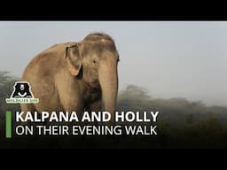 Best friends Holly and Kalpana out for their evening walk at Elephant Hospital Campus!