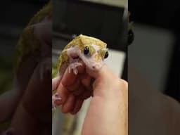 Incredible Animals at the NARBC Schaumburg Reptile Show 🤩🦎
