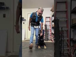 Leg cues for a solid dog stay! #dogtraining #germanshepherd