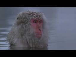 How Great is our God Video