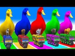 5 Giant Duck Cartoon,Cow,Elephant,Tiger,Lion,Gorilla, Paint Wild Animals Crossing Fountain Animation