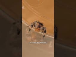 the cutest spider in the world
