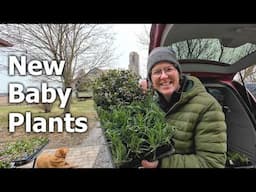#56 Peonies are Popping, Unboxing New Perennials