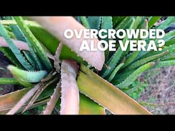 Removing Aloe Vera Pups from an Overcrowded Pot & Rescuing the Rotting Mother Plant