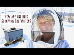 How Are the Bees Surviving the Winter? Checking in on the Horizontal Hives on a Warm Winter Day